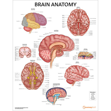 Brain Anatomy Chart / Poster - Laminated