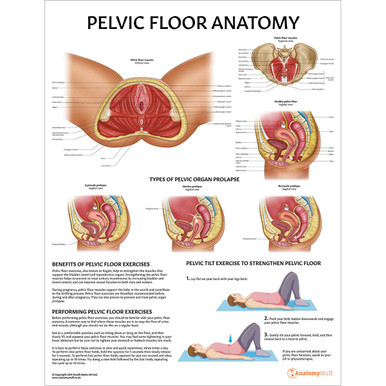 Pelvic Floor Anatomy Chart / Poster