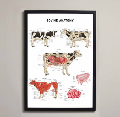 Bovine (Cow) Anatomy Fine Art Print