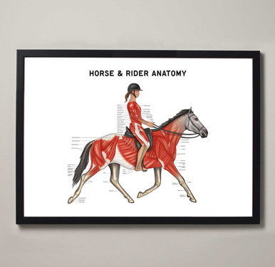 Horse Rider Anatomy Fine Art Print