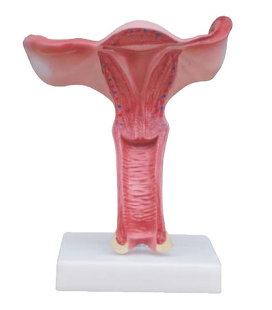 Budget Uterus and Vagina Model