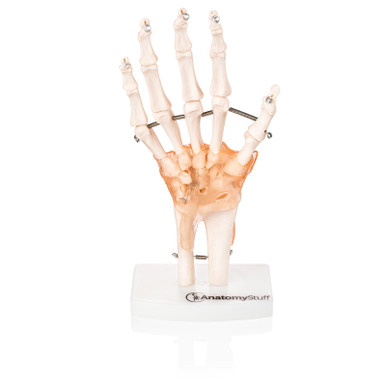 Budget Hand and Wrist Model with Ligaments