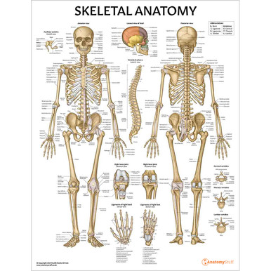 Skeletal Anatomy Chart / Poster - Laminated