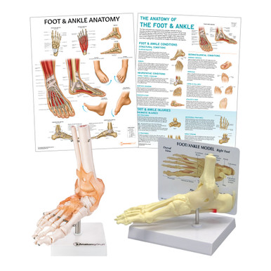 Foot & Ankle Anatomy & Pathology Collection