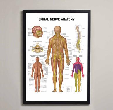 Spinal Nerve Anatomy Fine Art Print