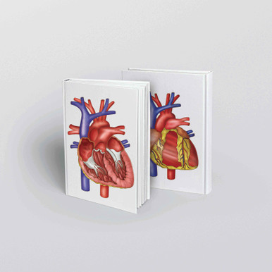 Heart Anatomy Journal / Notepad