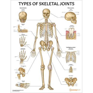 Types of Skeletal Joints Chart / Poster - Laminated