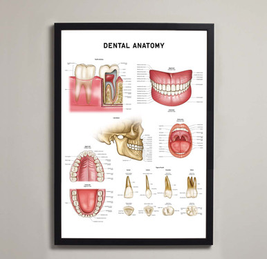 Dental Anatomy Fine Art Print | Teeth Jaw Poster