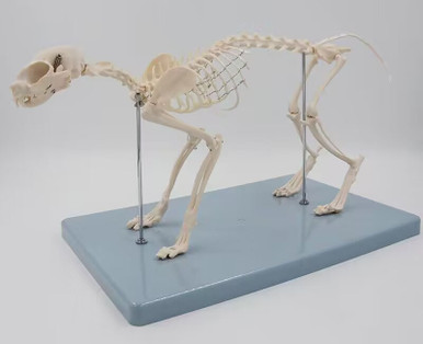 Budget Cat Skeleton Model