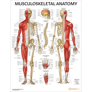 Musculoskeletal Anatomy Chart | Skeleton & Muscles Poster