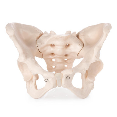 Budget Female Pelvis Model