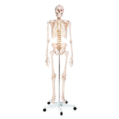 Budget Life-Size Skeleton Model