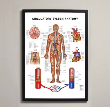 Circulatory System Anatomy Fine Art Print