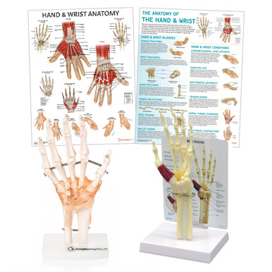 Hand & Wrist Anatomy & Pathology Collection