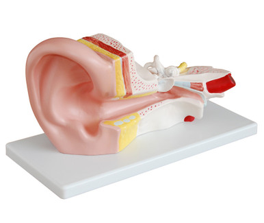 Budget Ear Model (3 times life size, 2 part)