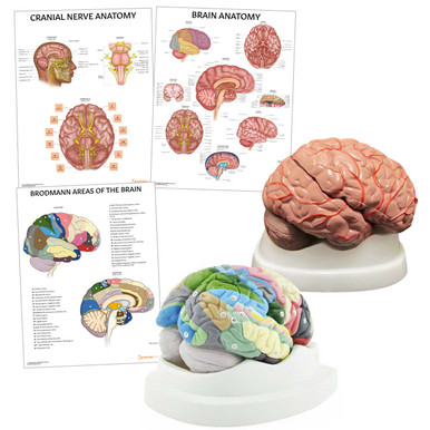 Brain Anatomy Collection