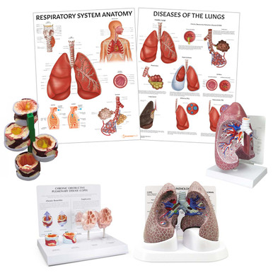 Lung Anatomy & Pathology Collection