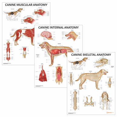 Canine Anatomy 3 Poster Collection (Laminated)