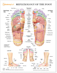 Reflexology of the Foot Chart / Poster - Laminated
