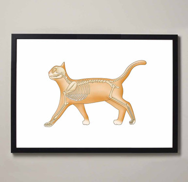 Feline Skeletal Anatomy Fine Art Illustration Print