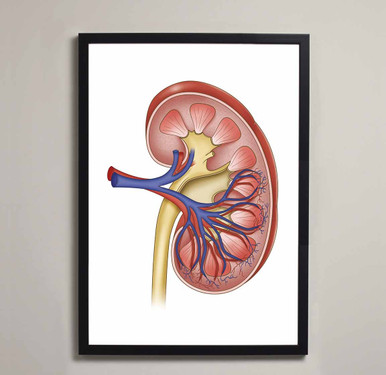 Kidney Anatomy Fine Art Illustration Print