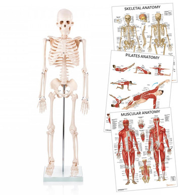 Pilates Teacher Anatomy Collection