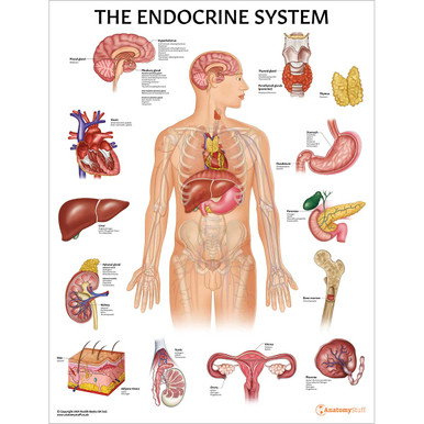 The Endocrine System Anatomy Chart / Poster - Laminated