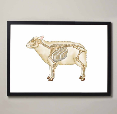 Sheep Skeletal Anatomy Fine Art Illustration Print