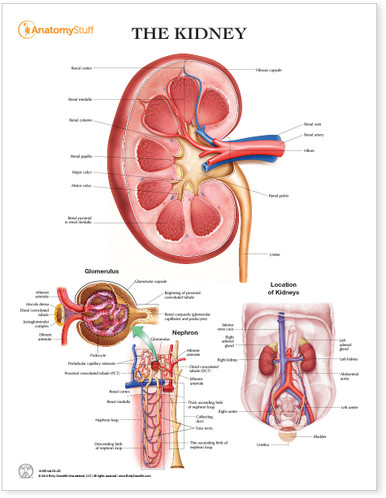 The Kidney Chart / Poster - Laminated