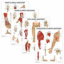 Joints of the Body 4 Poster Collection (Laminated)