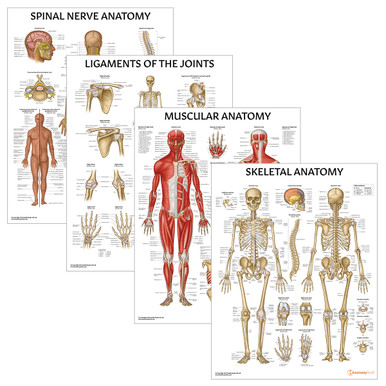 Anatomy Poster Bundle Laminated | Muscular Skeletal Ligaments Spinal Nerves
