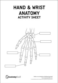 Hand Anatomy Activity Sheet PDF