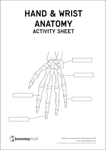 Hand & Wrist Anatomy Activity Sheet PDF