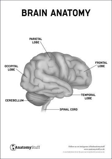 Brain Anatomy Poster PDF