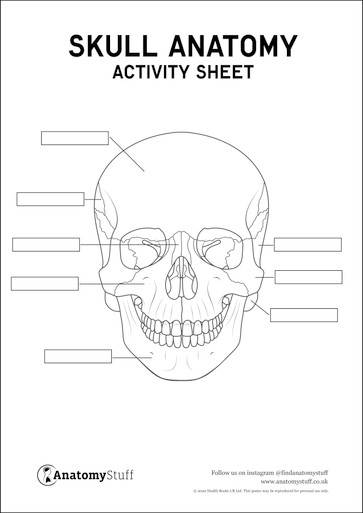 Skull Anatomy Activity Sheet PDF