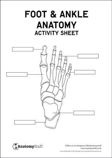 Foot & Ankle Anatomy Activity Sheet PDF