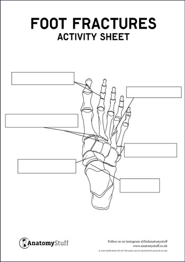 Foot Fractures Anatomy Activity Sheet PDF