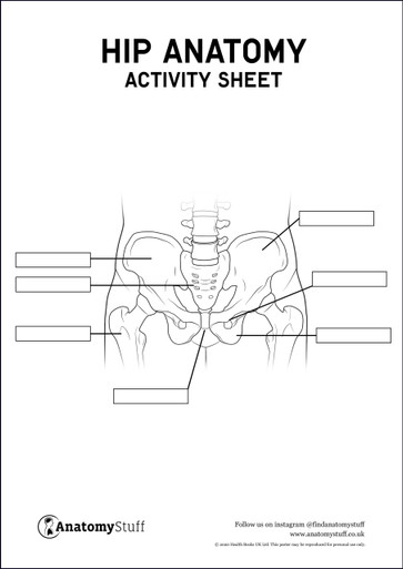 Hip Anatomy Activity Sheet PDF