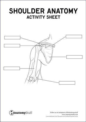 Shoulder Anatomy Activity Sheet PDF