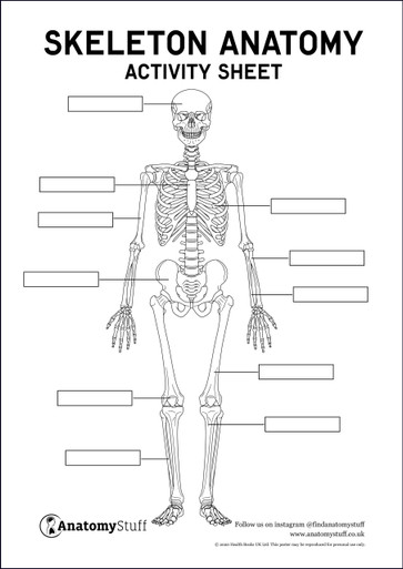 Skeleton Anatomy Activity Sheet PDF