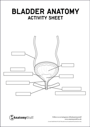 Bladder Anatomy Activity Sheet PDF