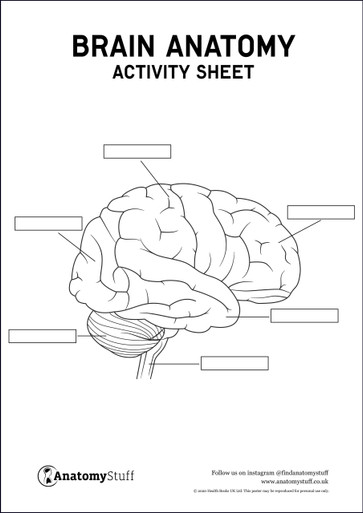 Brain Anatomy Activity Sheet PDF