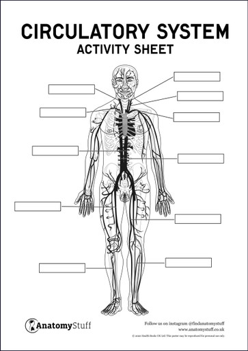 Circulatory System Anatomy Activity Sheet PDF