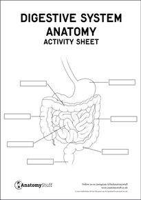 Digestive System Anatomy Activity Sheet PDF