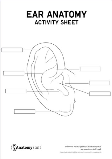 Ear Anatomy Activity Sheet PDF