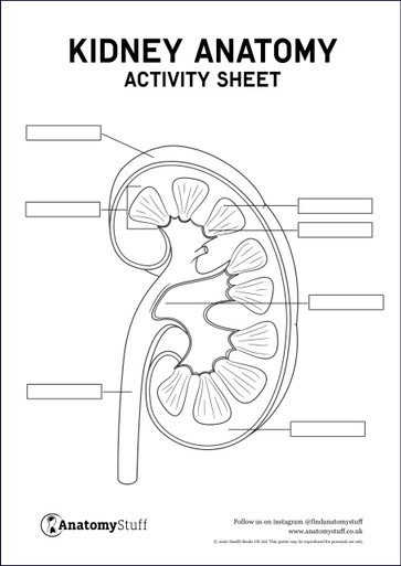 Human Urinary System Diagram || Human Excretory System Diagram || Class 10  Biology - YouTube | Excretory system, Digestive system diagram, Human  digestive system