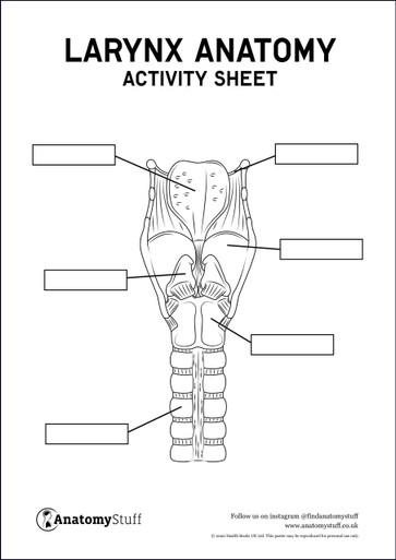 Larynx Anatomy Activity Sheet PDF