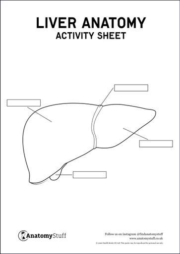 Liver Anatomy Activity Sheet PDF