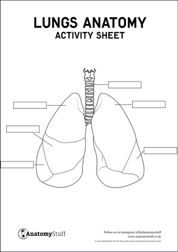 Lung Anatomy Activity Sheet PDF