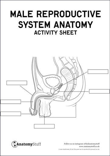 Male Reproductive System Anatomy Activity Sheet PDF